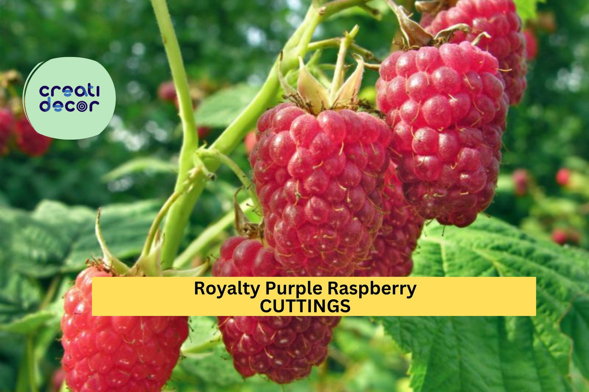 Royalty Purple Raspberry Cuttings 5-Pack – Sweet Purple Berries, Hardy Rubus idaeus × occidentalis, Unrooted Hardwood Planting Material