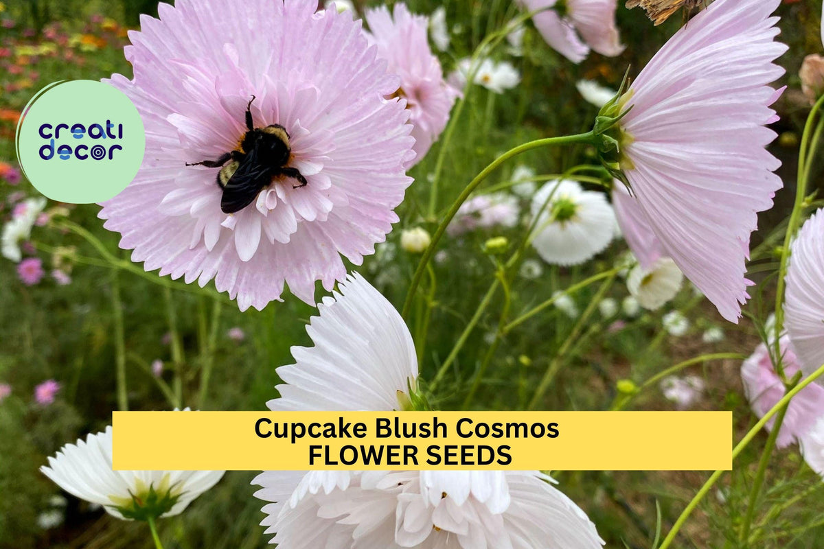 Cupcake Blush Cosmos Seeds – 200+ Blush Pink Ruffled Flowers for Cottage Gardens, Pollinator Beds, Cut Flower Arrangements – Cosmos bipinnatus