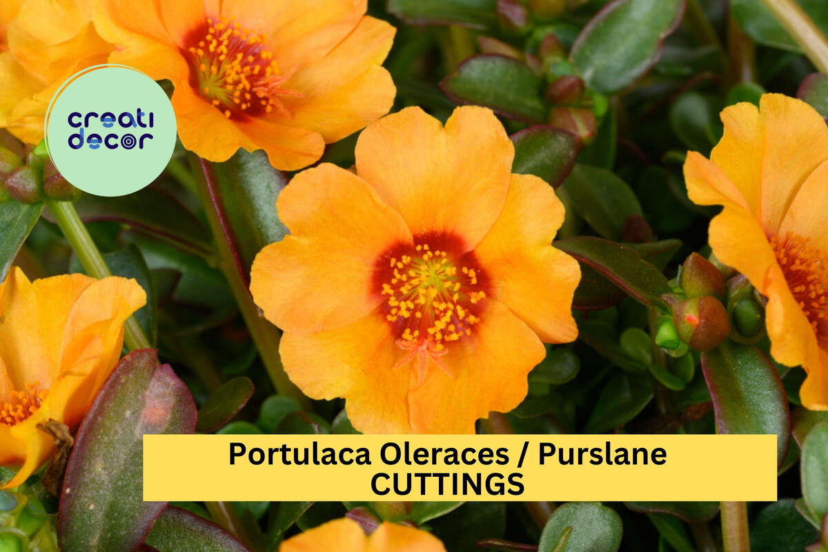 5 Mango Twist Purslane Cuttings | Portulaca oleracea Succulent Ground Cover | Drought Tolerant, Fast-Growing Outdoor Plant