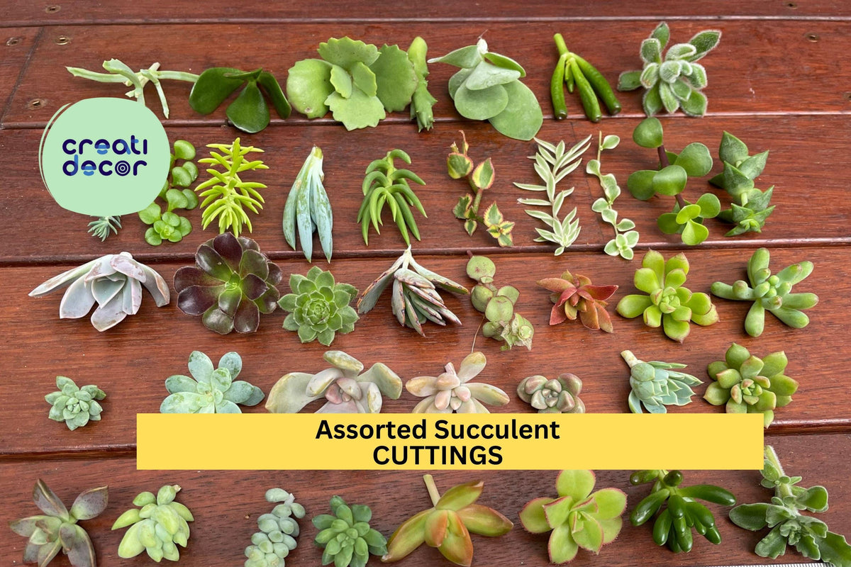 Assorted Succulent Cuttings Set | 18+ Varieties | Echeveria, Sedum, Jade, Crassula | DIY Garden, Gift, Decor