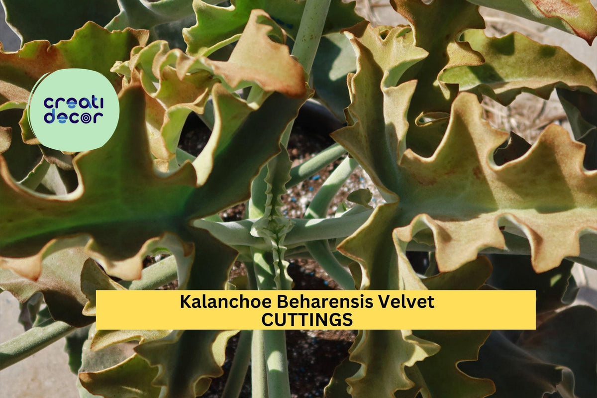 Kalanchoe Beharensis Velvet Elephant Ears Succulent Cuttings – Fuzzy Silver-Green Indoor/Outdoor Plant Starter