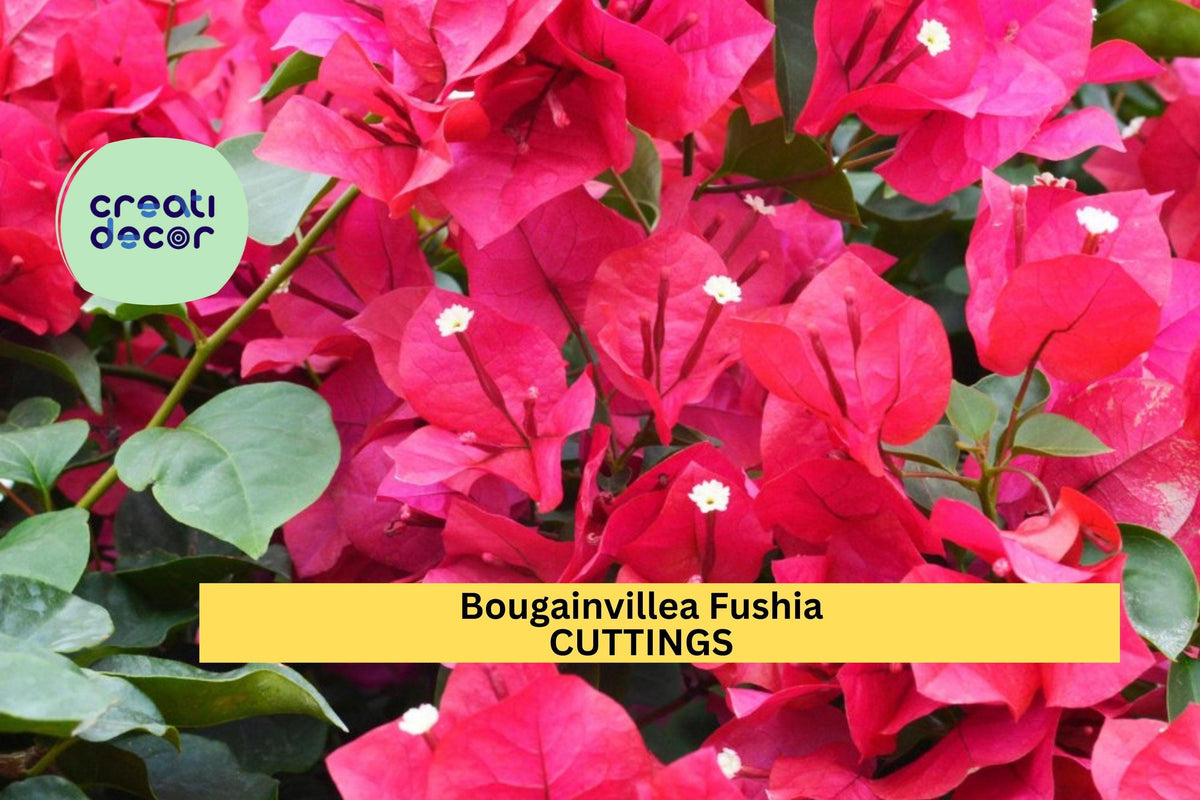 Fuchsia Bougainvillea Cuttings | Vibrant Flowering Vine Starter | Tropical Climbing Plant for Fences, Walls, Containers