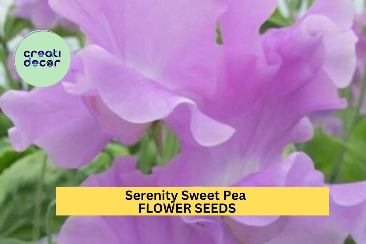 Serenity Sweet Pea Seeds – Pale Lavender Climbing Vine for Trellises, Cut Flowers & Cottage Gardens – Lathyrus odoratus