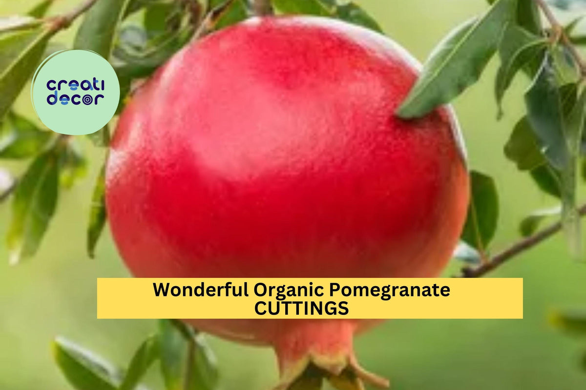 Organic Wonderful Pomegranate Cuttings | Punica granatum 'Wonderful' | Fruit Tree Propagation | 9+ Inch Unrooted Wood
