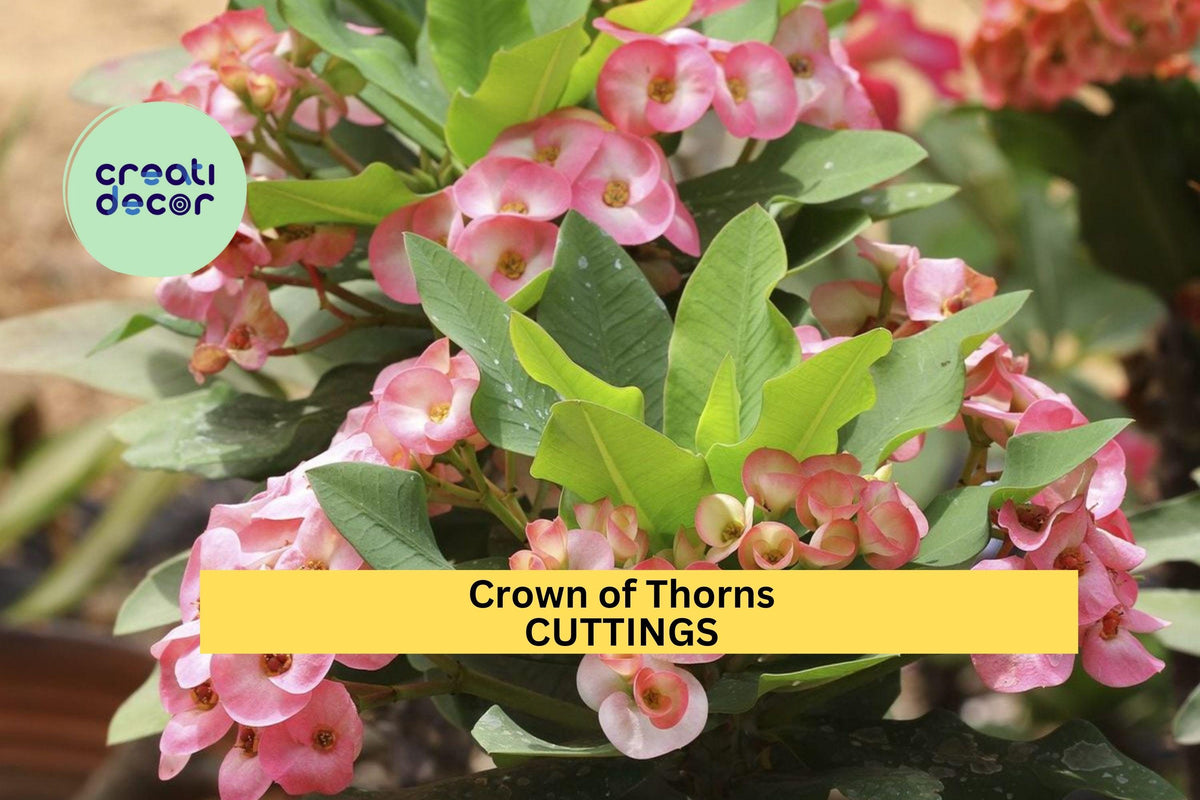 Crown of Thorns Cutting | Euphorbia Milii Succulent Starter | Unrooted Drought-Tolerant Plant with Colorful Flowers