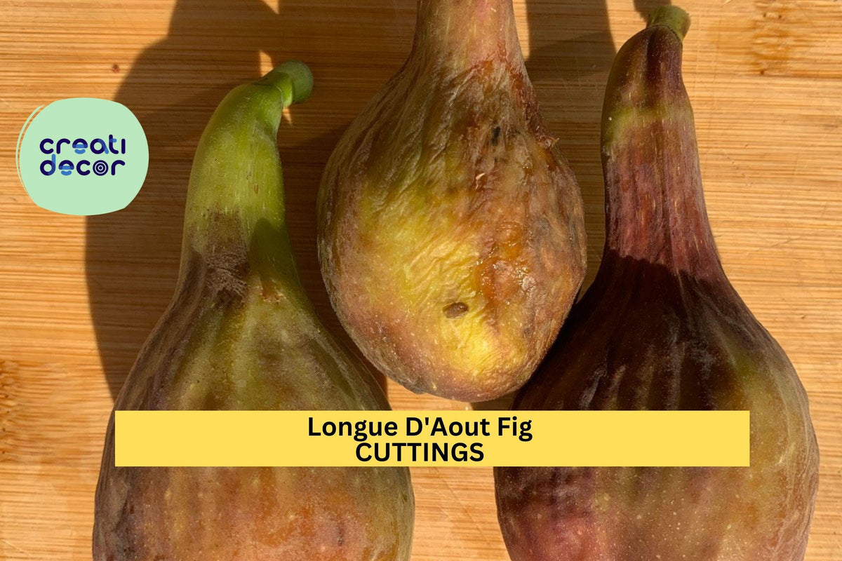 Longue D'Aout Fig Cuttings | Unrooted Ficus Carica 'Longue D'Aout' | Rare Large Sweet Figs for Home Garden or Orchard