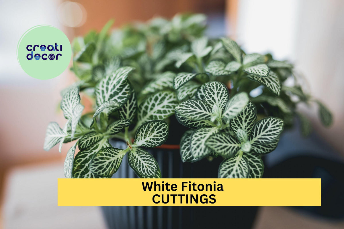 White Fittonia Cutting in Propagation Cup | Nerve Plant for Terrariums & Indoor Gardens | Fittonia albivenis