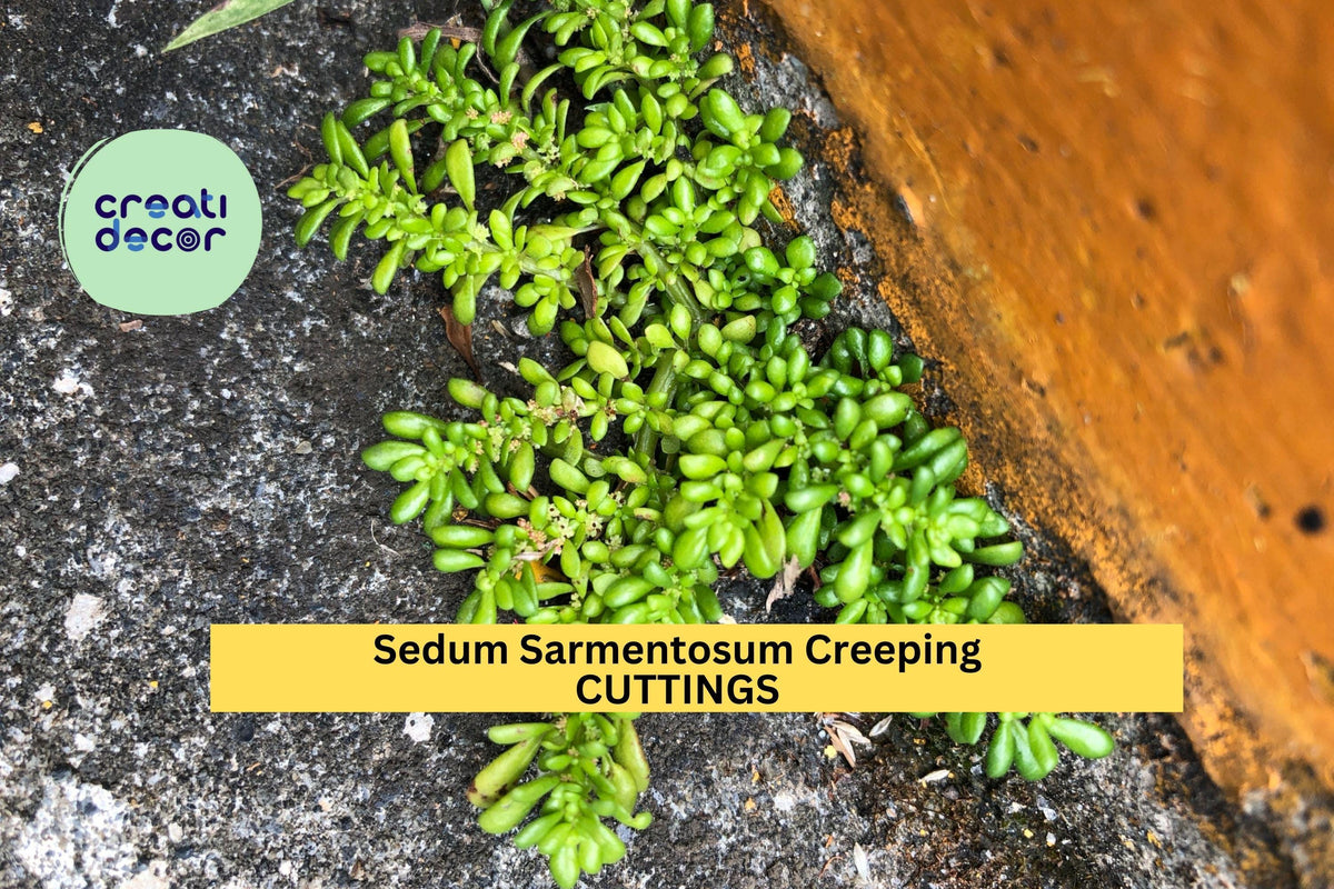 60 Sedum Sarmentosum Cuttings - Creeping Ground Cover, Perennial Succulent, Bright Green Foliage, Drought Tolerant, Fast Growing