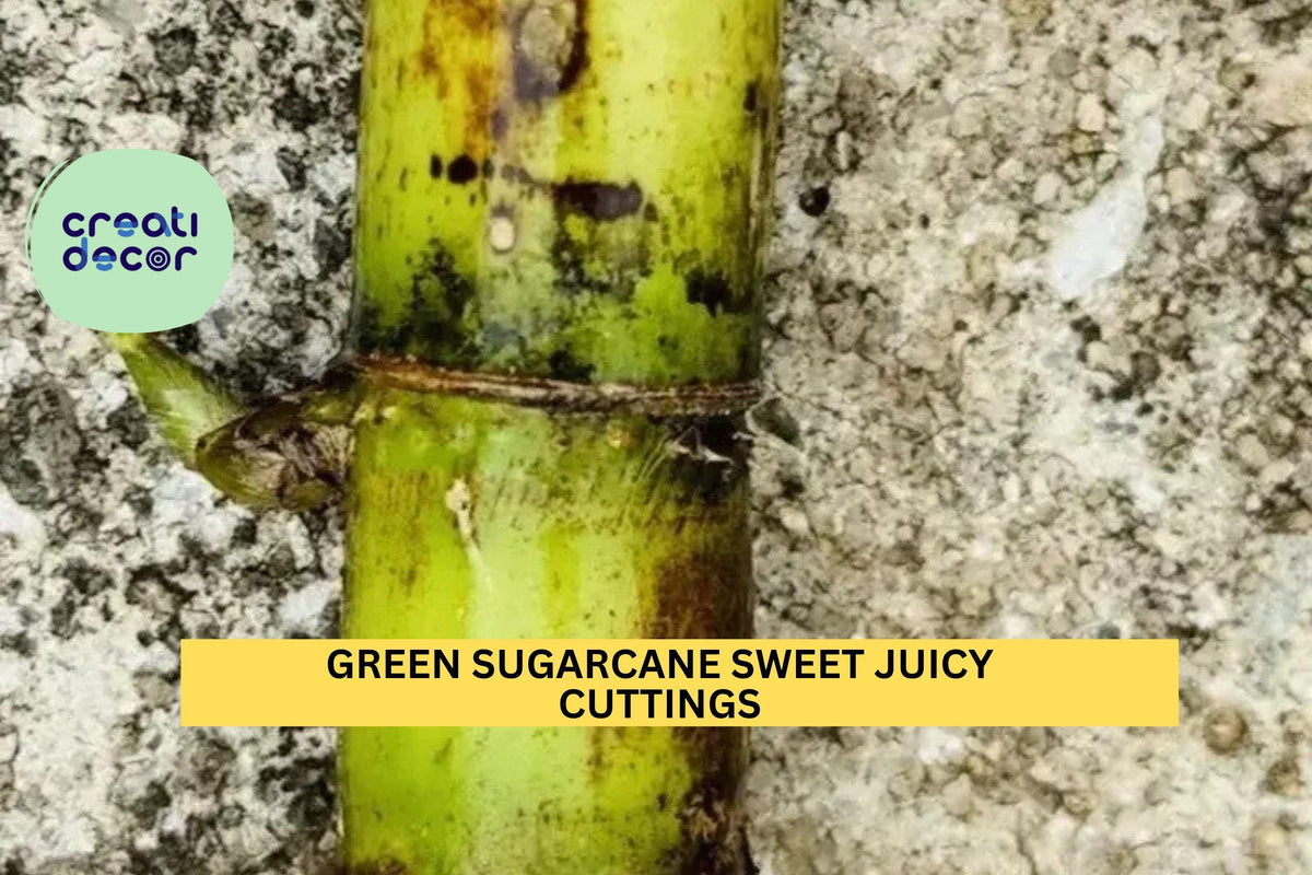 Green Sugarcane Cuttings | Live Saccharum officinarum Stalks for Planting | Juicy, Sweet Variety
