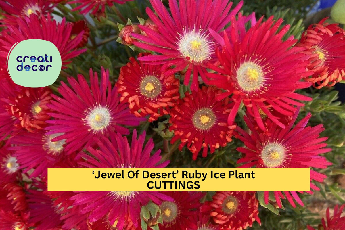 12 Ruby Ice Plant Cuttings - Drought Tolerant Succulent Ground Cover - Jewel of Desert Delosperma Cooperi Hybrid