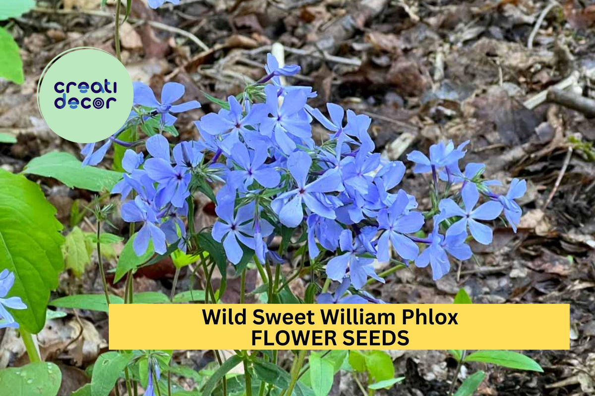 Wild Sweet William Phlox Seeds – Native Perennial with Lavender-Purple Blooms – Shade-Tolerant Pollinator-Friendly Plant – Phlox divaricata