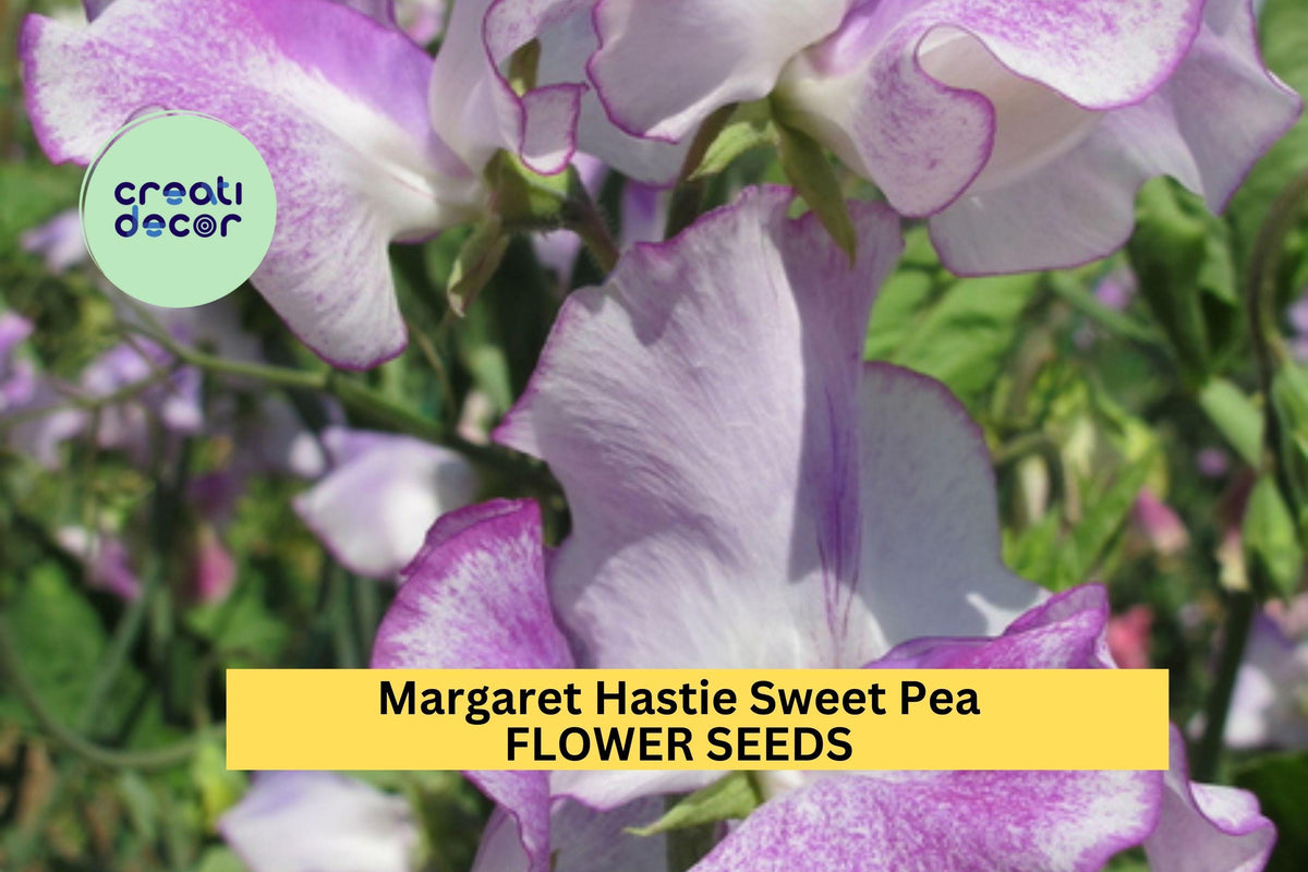 Sweet Pea Seeds 50+ Pink Lavender Bicolor Climbing Vines Lathyrus odoratus for Garden, Trellises, Fences