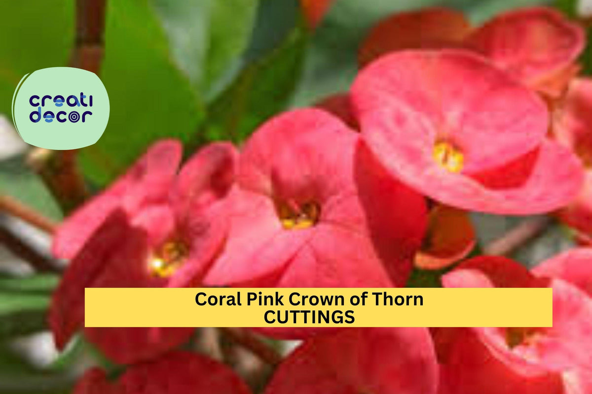 Coral Pink Crown of Thorns Cutting | Euphorbia milii Unrooted Stem | Drought-Tolerant Succulent Flowering Shrub