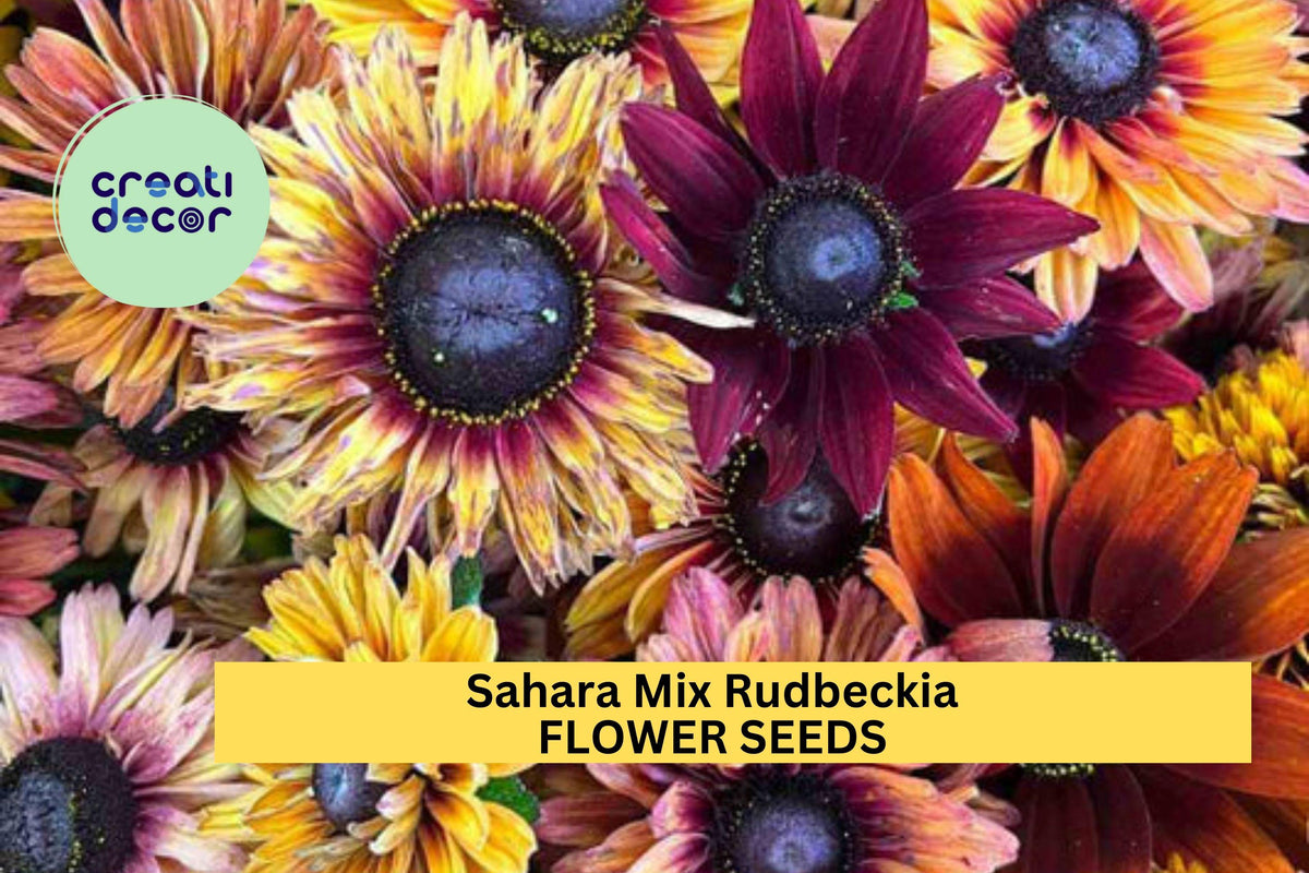 200+ Sahara Mix Rudbeckia Seeds – Drought-Tolerant Wildflower with Sunset Colors, Pollinator-Friendly, Rudbeckia hirta, Full Sun