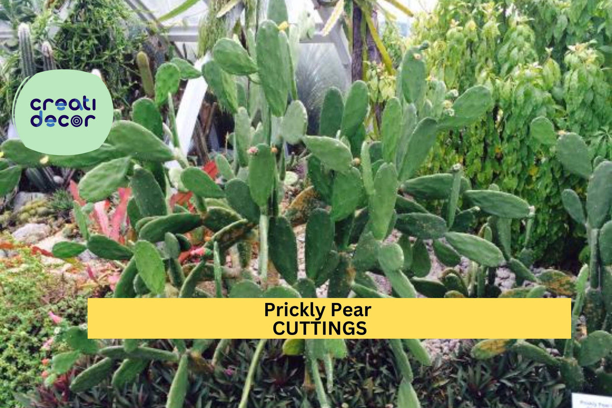 Organic Prickly Pear Cactus Pads | Edible Nopales | Opuntia ficus-indica | Drought-Tolerant, Growing or Cooking