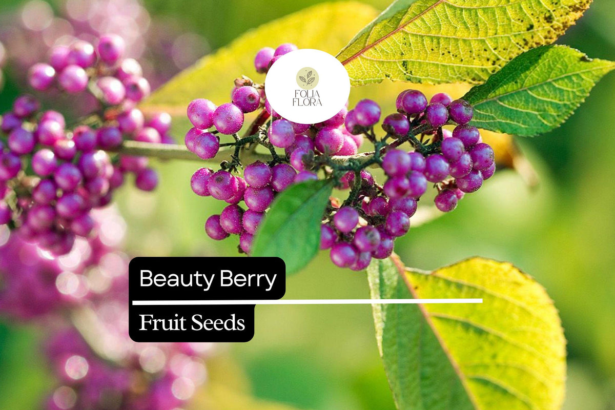Beautyberry Seeds – Callicarpa americana Native Shrub with Vibrant Purple Berries for Wildlife Gardens, Ornamental Landscaping