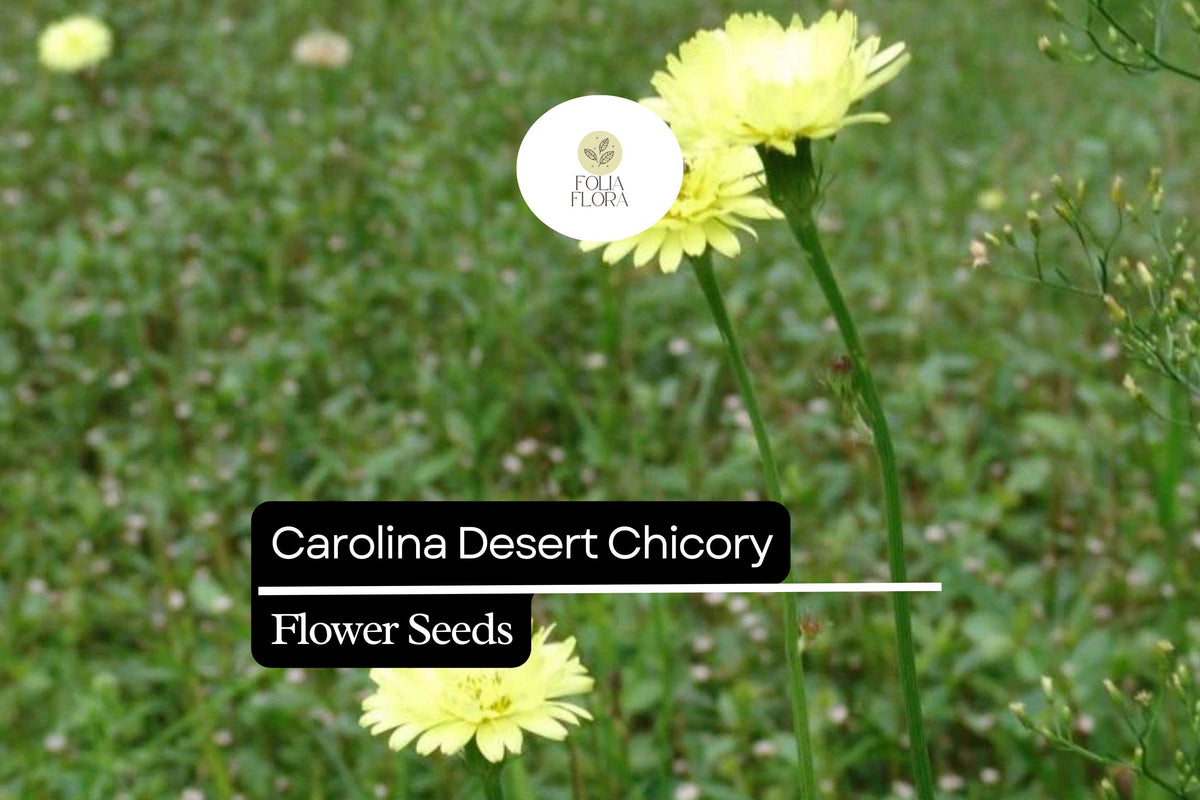 Carolina Desert Chicory Seeds – Native Yellow Wildflower for Pollinator Gardens – Pyrrhopappus carolinianus, Drought-Tolerant, Full Sun