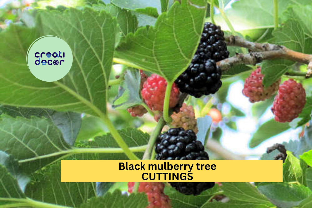 Black Mulberry Shangri-La Cuttings (10) | Organic Morus nigra 'Shangri-La' for Rooting & Grafting | Zone 6+ Hardy Fruit Tree
