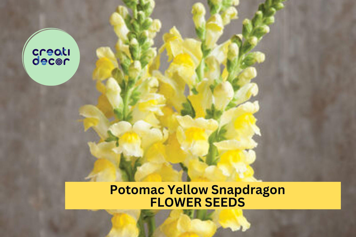 Potomac Yellow Snapdragon Seeds – Bright Yellow Antirrhinum majus for Borders, Cut Flowers & Pollinator Gardens – 1000+ Seeds