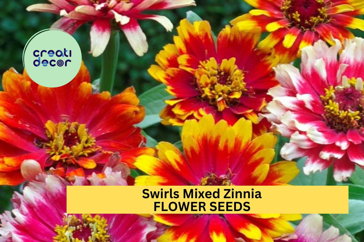 100+ Swirls Mixed Zinnia Seeds – Striped & Bi-Color Blooms for Garden Borders, Pollinator Gardens, and Cut Flowers – Zinnia elegans
