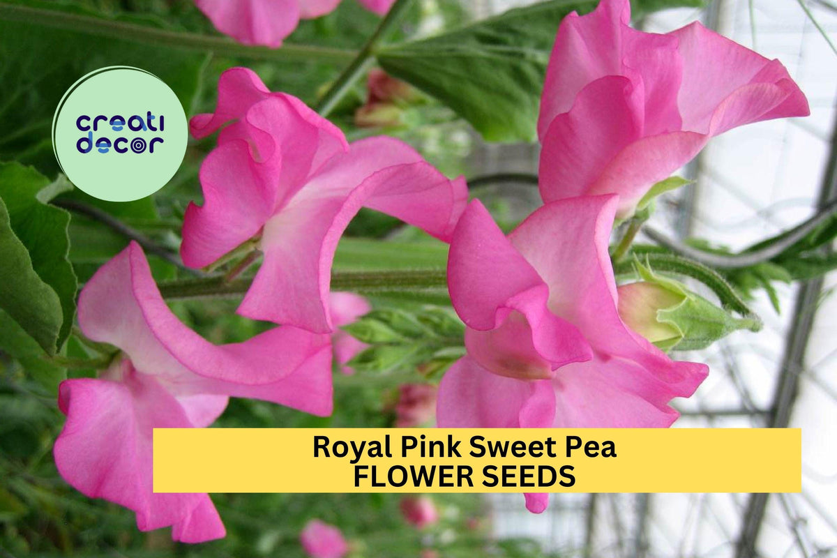 50+ Royal Pink Sweet Pea Seeds – Fragrant Climbing Vines for Gardens & Bouquets – Lathyrus odoratus