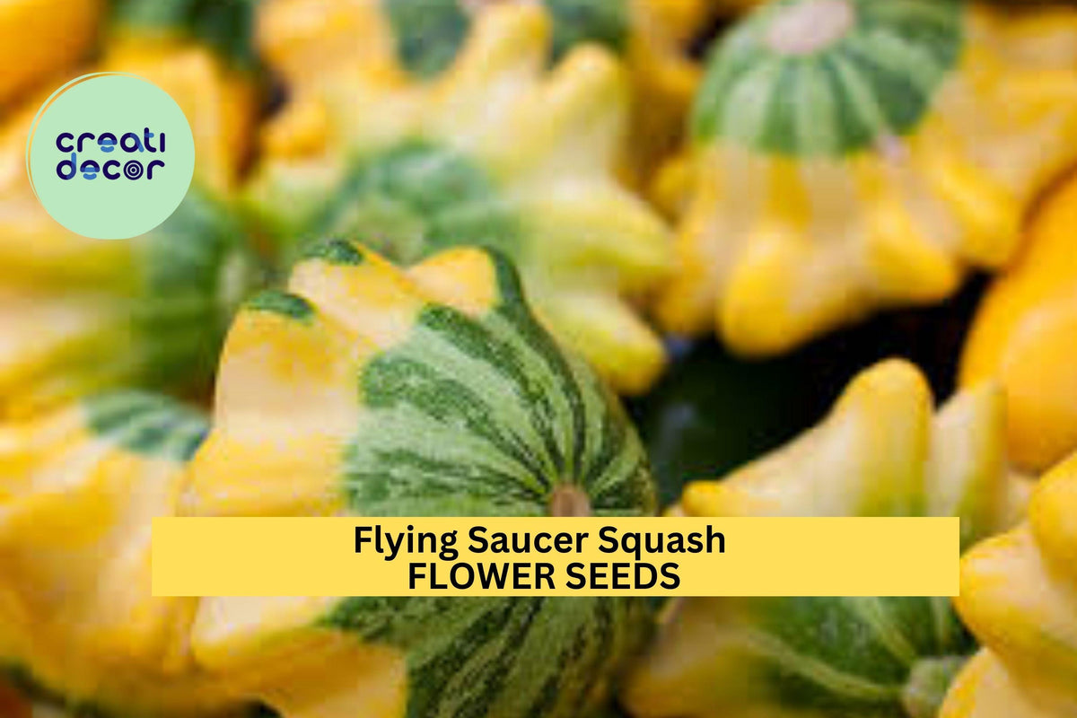 Flying Saucer Squash Seeds – Pattypan Yellow & Green Edible Summer Variety – Cucurbita pepo, Compact Plant for Garden & Container Planting