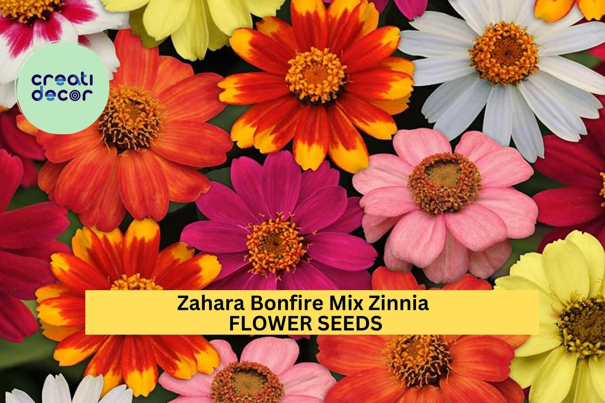 Zinnia Seeds 100+ Zahara Bonfire Mix Fiery Red Orange Yellow Annual Flower for Garden Beds & Borders