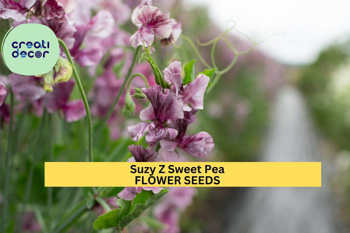 50+ Suzy Z Sweet Pea Seeds Bright Pink Fragrant Climbing Vines for Trellises Fences & Bouquets Lathyrus odoratus