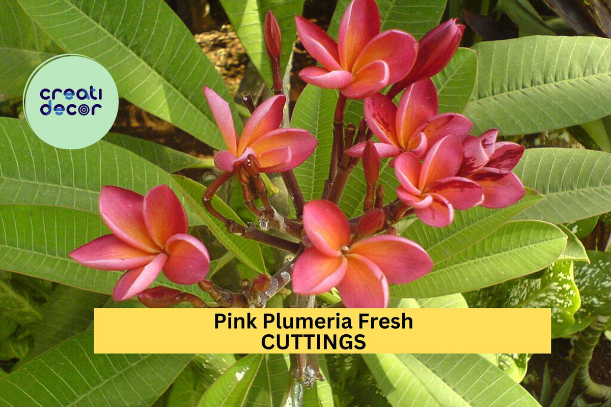 Pink Plumeria Cuttings 2 Pack | Unrooted 10” Frangipani Tree Starter | Pink Flowers | Plumeria rubra