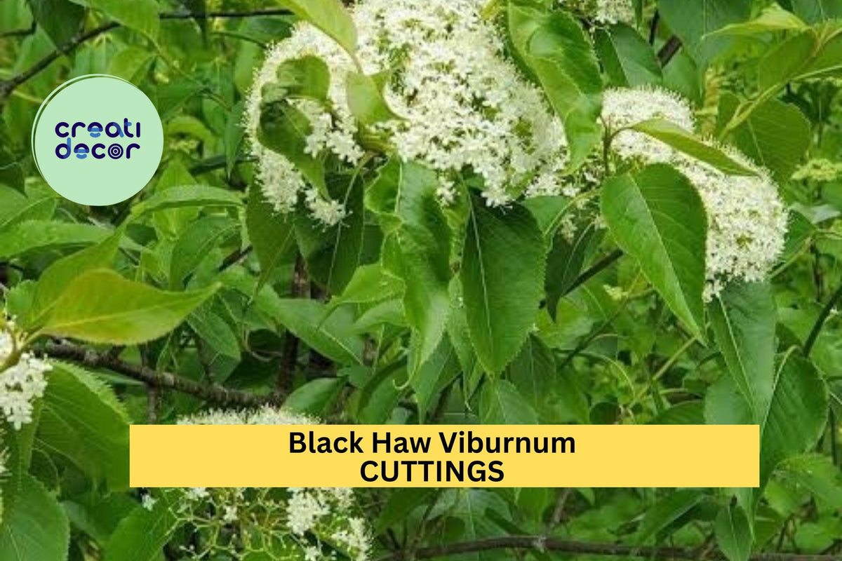 Blackhaw Viburnum Cutting – Viburnum prunifolium Native Shrub for Hedges, Wildlife Gardens, Ornamental Borders
