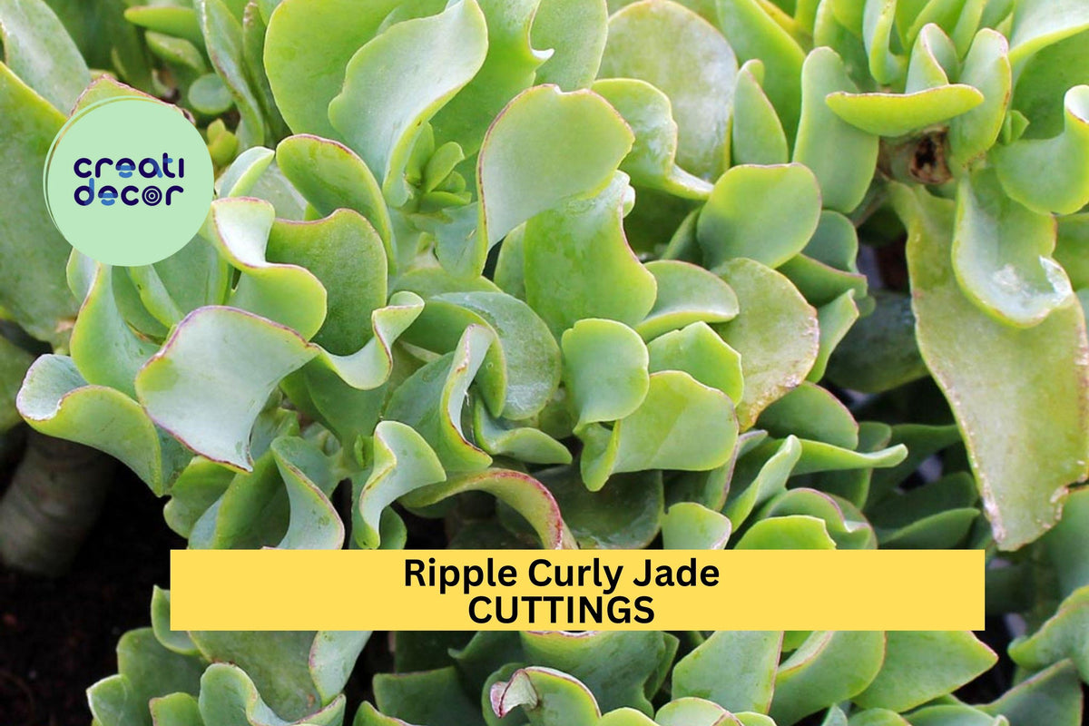 Ripple Jade Succulent Cuttings – 4-5" Crassula arborescens undulatifolia, Curly Leaf, Drought-Tolerant, Indoor & Garden Plant