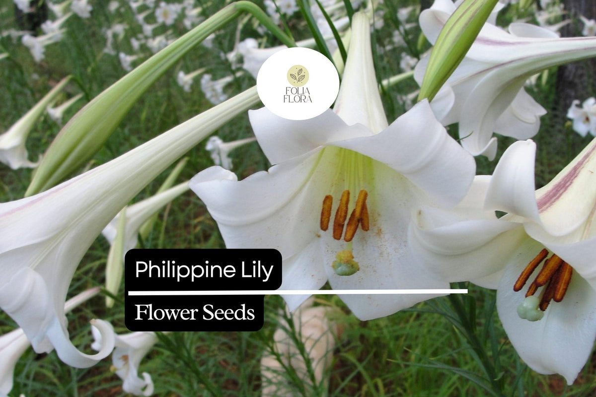 25 Philippine Lily Seeds | Rare Fragrant White Lilium philippinense Tropical Lily for Garden, Container, Flower Bed
