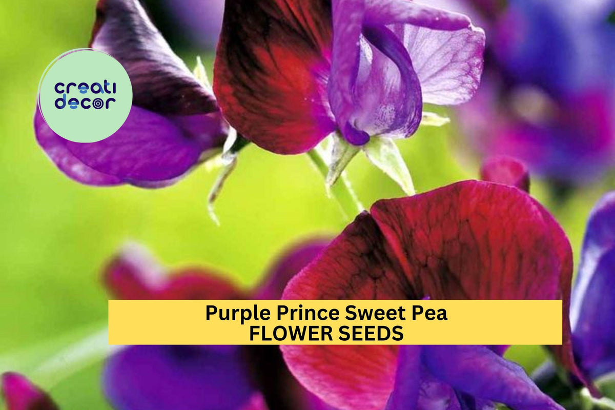 Purple Prince Sweet Pea Seeds – Deep Violet Fragrant Climbing Vines for Trellises & Bouquets, Lathyrus odoratus