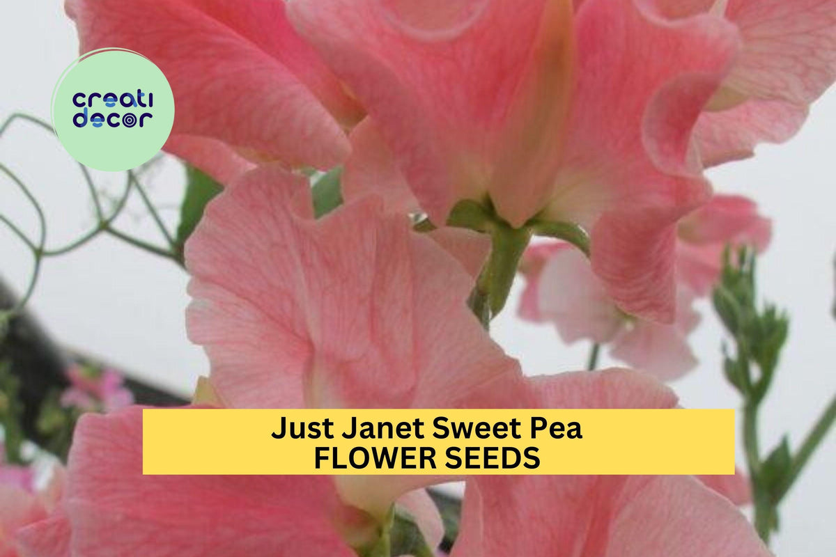 50+ Just Janet Sweet Pea Seeds – Peach-Pink Fragrant Blooms, Climbing Vines for Trellises & Bouquets, Lathyrus odoratus, Cool-Season Annual