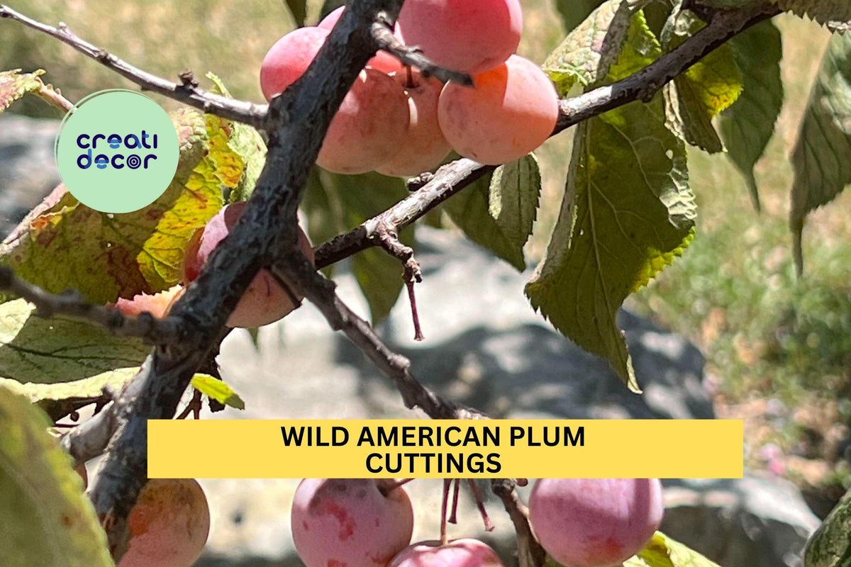 12 Wild American Plum Cuttings – Prunus americana Unrooted Stems for Edible Landscaping, Wildlife Gardens & Hedgerows