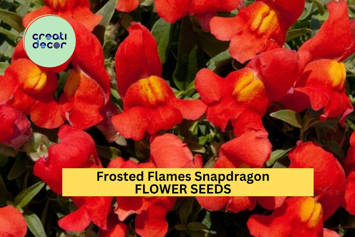 1000+ Frosted Flames Snapdragon Seeds – Variegated Foliage & Bright Blooms, Antirrhinum majus, Garden Border Flowers, Full Sun Annual