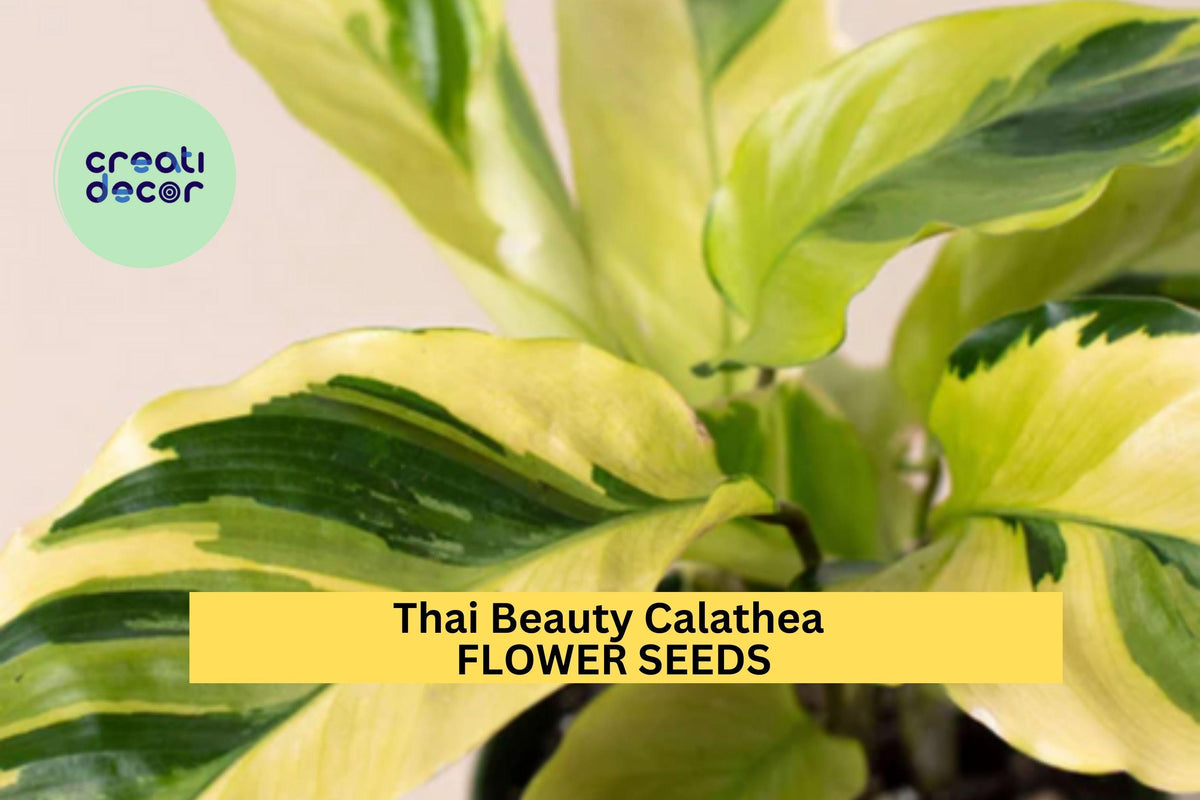 25+ Thai Beauty Calathea Seeds – Variegated Foliage, Tropical Houseplant, Calathea roseopicta ‘Thai Beauty’