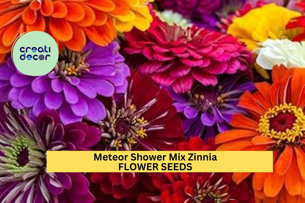 100+ Meteor Shower Zinnia Seeds – Mixed Color Double Blooms for Garden, Cut Flowers & Borders – Zinnia elegans, Annual, Full Sun