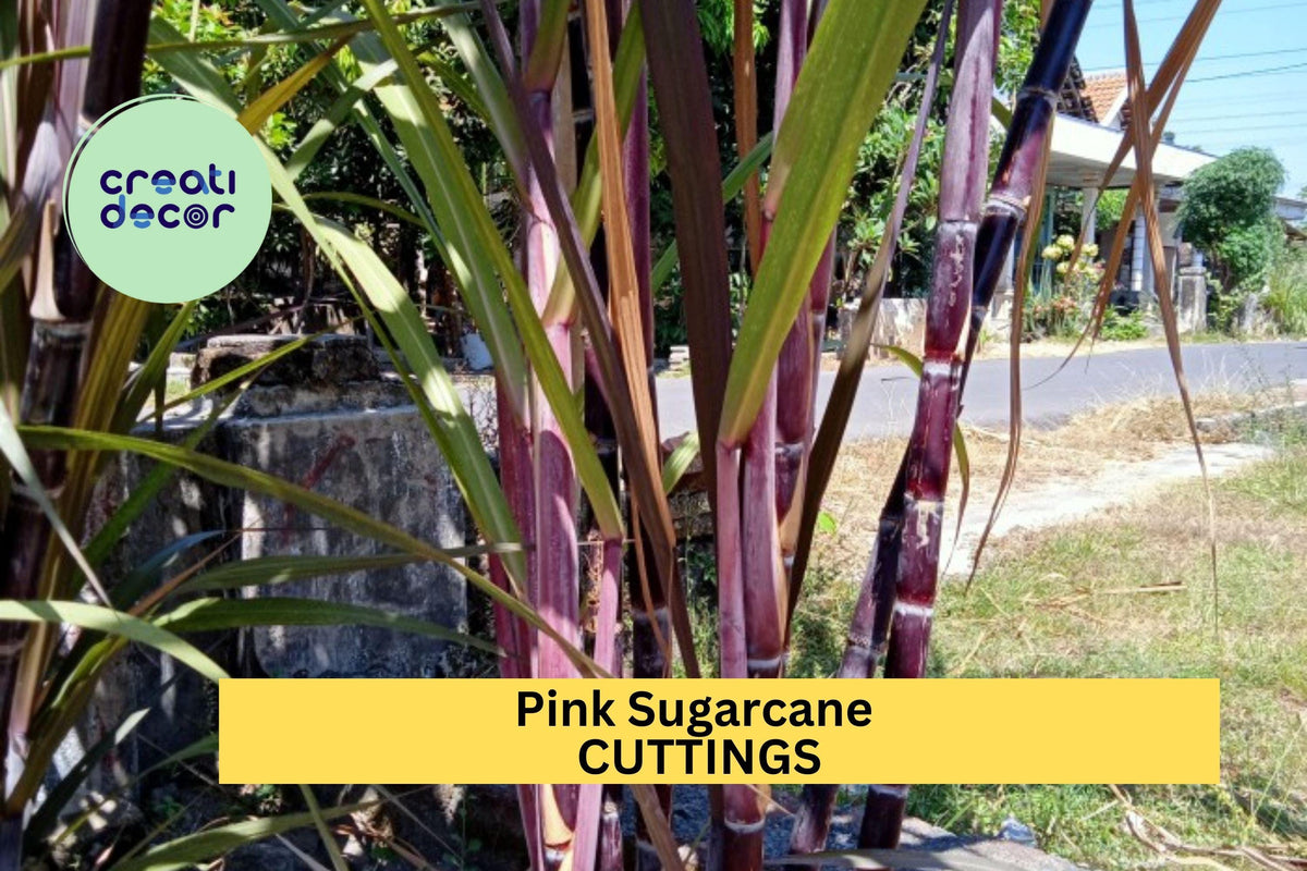 Red Sugarcane Cuttings – Organic Heirloom, Non-GMO, Tropical Propagation Material, Saccharum officinarum