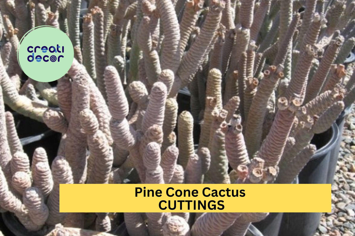 Live Pine Cone Cactus Cutting – Tephrocactus articulatus Succulent Segment for Rock Gardens & Containers – Drought-Tolerant Plant
