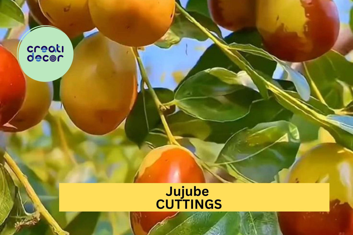 5 Sherwood Jujube Cuttings – Chinese Red Date, Tao Tau, Hong Zao – Ziziphus jujuba Hardwood Propagation for Grafting