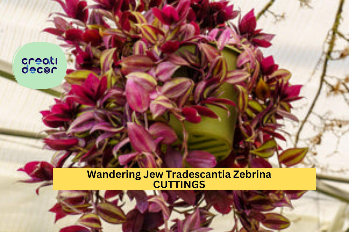 Wandering Jew Cuttings 20-Pack – Tradescantia zebrina 8–12" Long Fresh Stems for Indoor & Outdoor Gardening