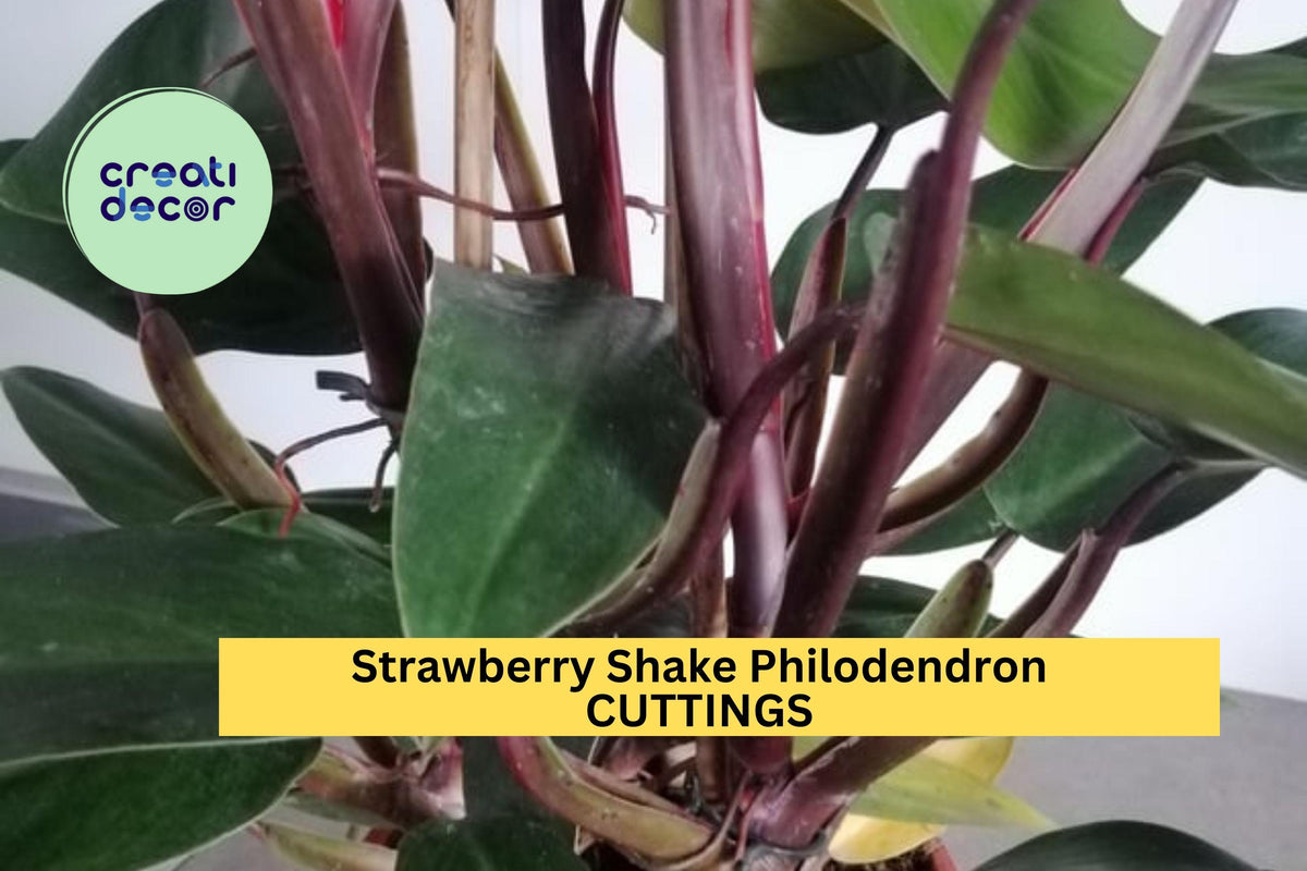 Unrooted Strawberry Shake Philodendron Cuttings + Bonus Rare Variegated Aroid Propagation Plant, Pink Green Cream Foliage