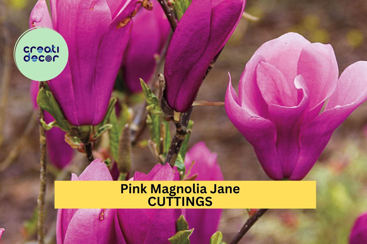 Pink Magnolia ‘Jane’ Cuttings – 10 Unrooted Hardwood Propagation Starts for Small Garden, Compact Spring-Blooming Tree, Magnolia liliflora × stellata