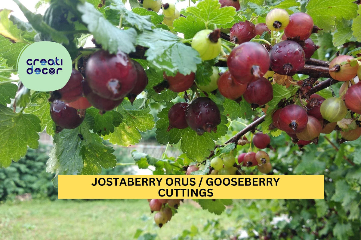 Unrooted Jostaberry Cuttings Set of 12 | Ribes nigrum × Ribes uva-crispa Hybrid Berry Bush | Disease-Resistant Edible Landscape Plants