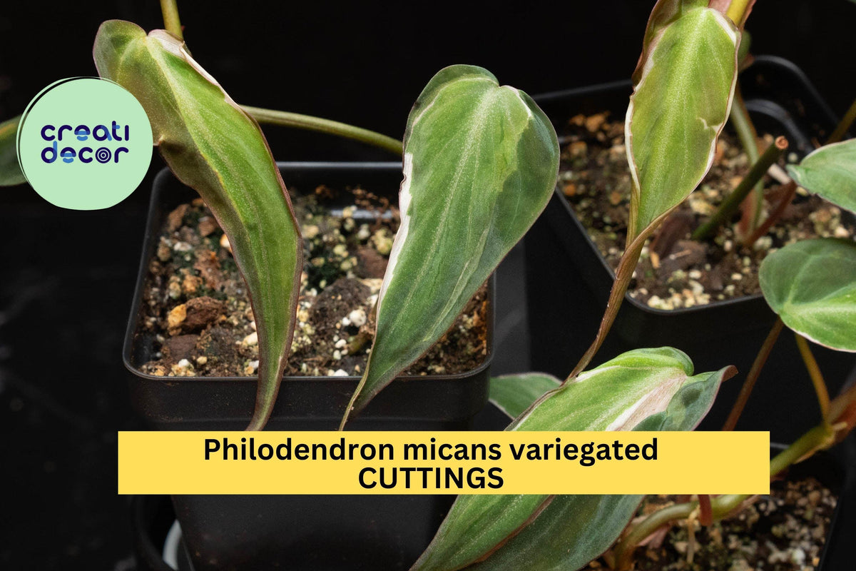 Philodendron Micans 'Velvet Halo' Cutting | Variegated Heartleaf Indoor Houseplant | Rare Trailing Foliage Plant