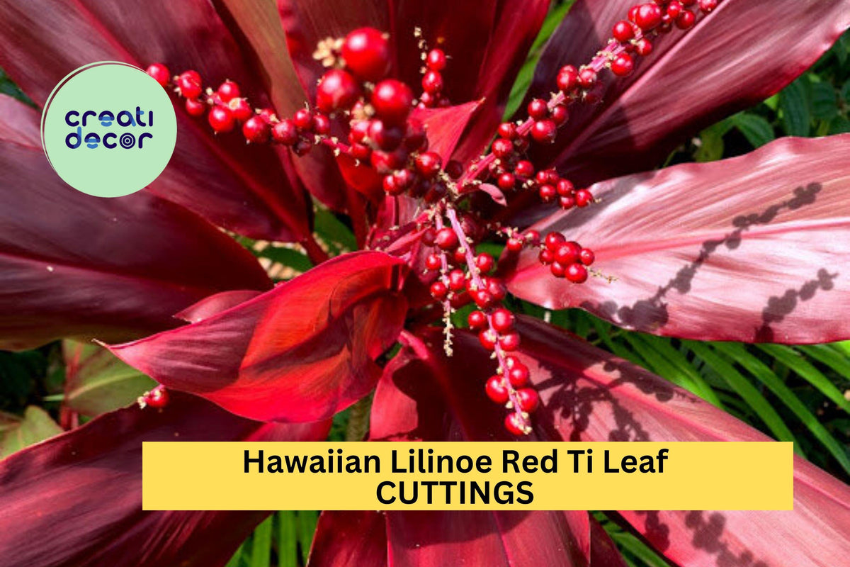 Lilinoe Red Ti Leaf Cuttings | 6-Inch Tropical Cordyline fruticosa 'Lilinoe Red' for Garden or Patio