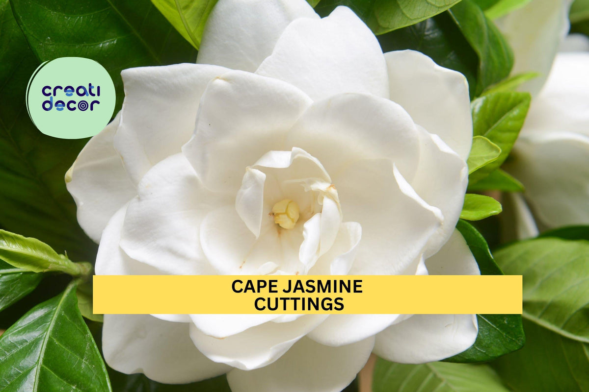 7 Gardenia Jasminoides Cuttings | White Cape Jasmine Shrub Starter Plants | Fragrant White Flowers | Live Unrooted Gardenia Cuttings