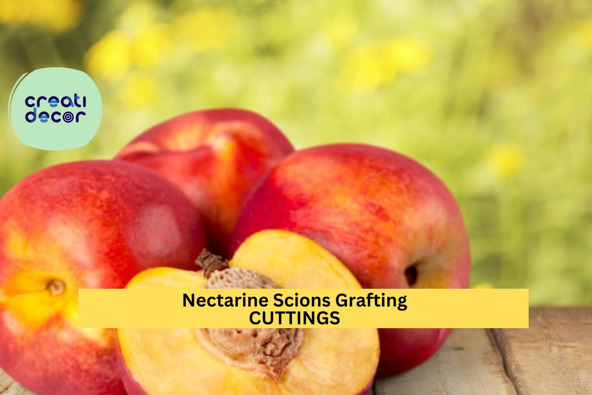 Organic Nectarine Tree Scion Cuttings | Prunus persica var. nucipersica | Grafting & Growing Supplies