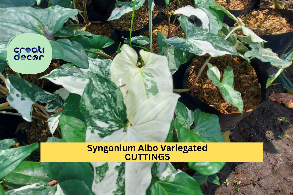 Syngonium Albo Variegated Cutting | Unrooted Houseplant Propagation Vine | Rare Green and White Arrowhead Plant | Syngonium podophyllum